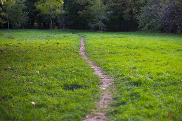 Fototapeta na wymiar Pathway in a grass field