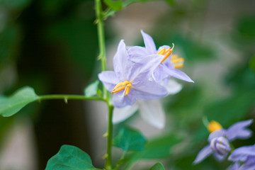 Violet flower on tomato tree