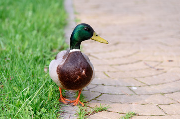 A beautiful duck strolls along the edge of the pedestrian path.