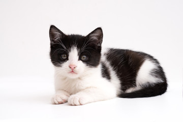 Cute black and white kitten sitting isolated on white