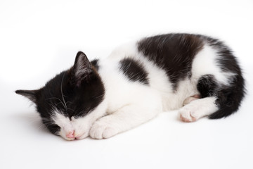 Fototapeta na wymiar Cute black and white kitten sleeping, isolated on white