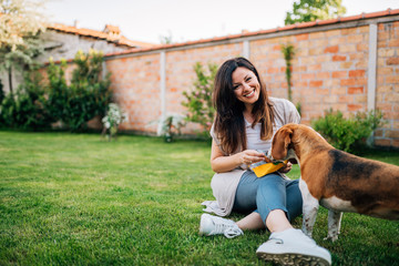 Woman feeding cute beagle puppy dog from the hand.