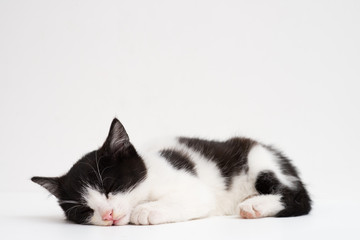 Cute black and white kitten sleeping