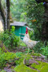 Beautiful white male cock