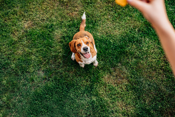 Dog waiting a treat outdoors. View point. © bnenin