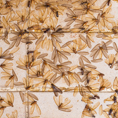 Crowd of dead flying termites in mating season before raining time (soft focus at the middle of crowd)