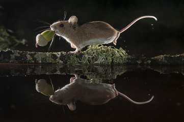 Mouse carrying an acorn by a branch in the water, Apodemus sylvaticus