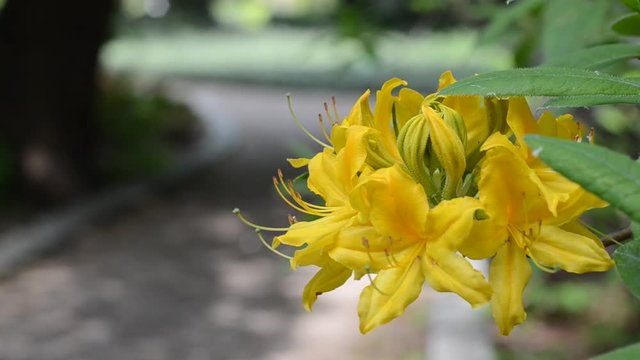 Close up of yellow azalea flower trembling on the wind 