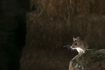 Field mouse in barn and haystack, Apodemus sylvaticus