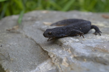 Bergmolch (Ichthyosaura alpestris) Weibchen in Landtracht (Sommer)