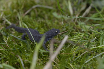 Bergmolch (Ichthyosaura alpestris) Weibchen in Landtracht (Sommer)