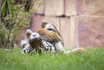 Bengal Tiger playing in the grass