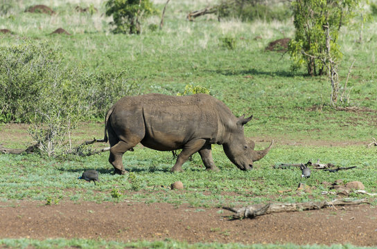 Rhinocéros blanc, Ceratotherium simum, Parc national Kruger, Afrique du Sud
