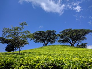 Fototapeta na wymiar Satemwa tea plantation