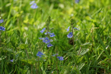 Petites fleurs dans l'herbe © Karine