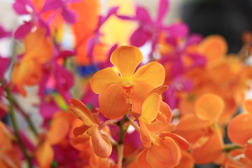 Yellow and orange orchids