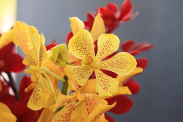 Yellow and orange orchids