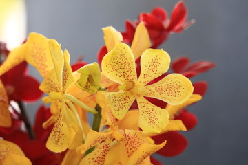 Yellow and orange orchids
