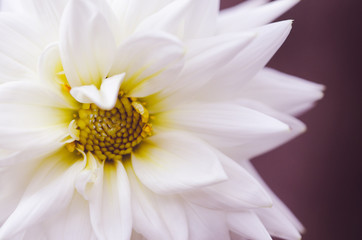 Macro of white and yellow flower.