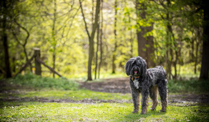 The Tibetan Terrier 