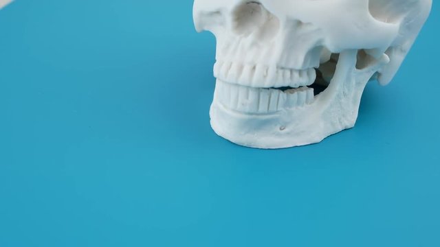 Human skull isolated on green surface