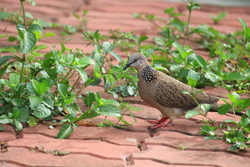 Pigeon walking on the ground in nature.