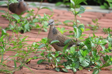 Pigeon walking on the ground in nature.