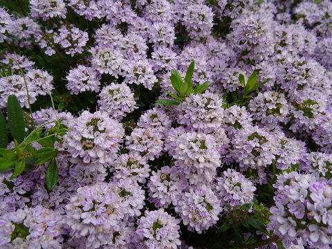 Thymian / Quendel Bl&uuml;te