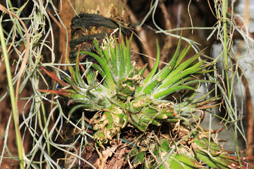 The bromeliads, also called pineapple plants, are a plant family in the order of the sweet grass
