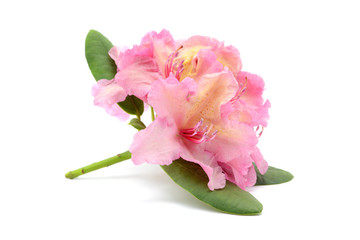 pink rhododendron flower head on white isolated background