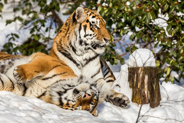 Two siberian tiger, Panthera tigris altaica, male and female cuddling, outdoors in the snow.