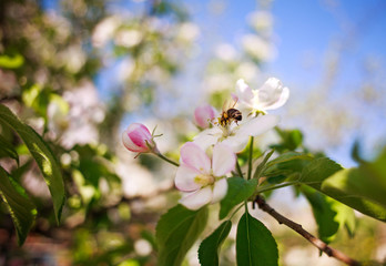 Honey bee in garden collects nectar from flowers of blooming trees