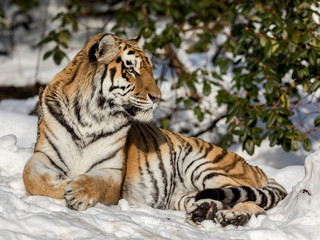 Siberian tiger, Panthera tigris altaica, resting in the snow in the forest. Looking at camera.