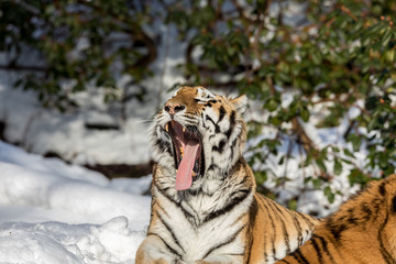 Siberian tiger, Panthera tigris altaica, yawning with a big open mouth, showing teeth and tounge. Snow on the ground. space for text