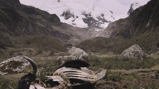 Skeleton of cow laid on the ground, feeding Mother Earth or Pachamama on the Andes mountains
