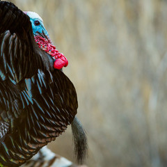 Male Turkey in Palo Duro Canyon