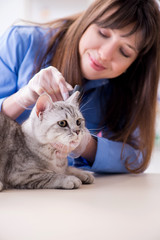 Cat being examining in vet clinic