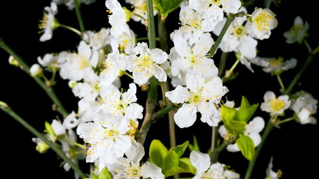 White flowers opening in time lapse on a black background. Macro cherry-plum blossoms bloom in spring