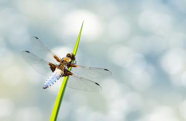 Plattbauchlibelle am Grashalm