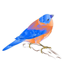 Bluebird small thrush songbirdon a  background vintage vector illustration editable hand draw