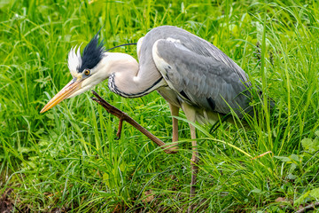 Graureiher (Ardea cinerea)