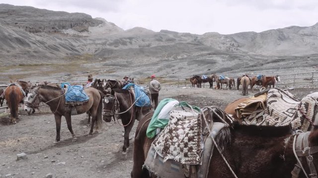 Mules and horses in basecamp during a snowfall, Andean Mountains. 4k