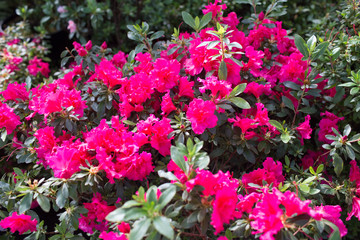 Pink azalea flower blossoms or rhododendron tree all over the field, background