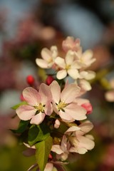 Apfelblüte rosa