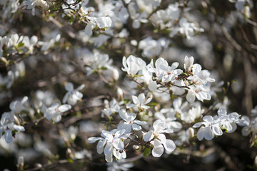 White Magnolias blossom