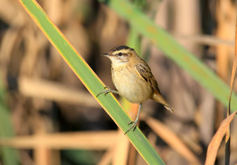 The sedge warbler (Acrocephalus schoenobaenus) sits on a reed in the soft morning light. Close-up and detailed photo