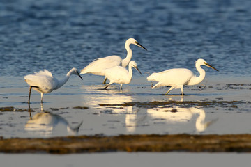 Great and little white herons hunt in the water together