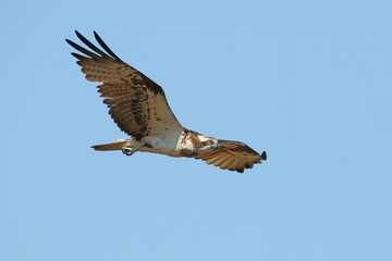 One osprey flies with wide open wings against the blue sky