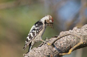 A male lesser spotted woodpecker sits on an inclined branch and looks for larvae in the bark. Close-up of a photo on a blurred background and with soft light