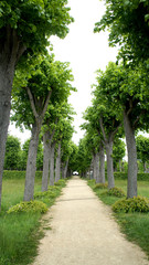 Lindenallee/Linden entlang eines Weges auf einem Friedhof 